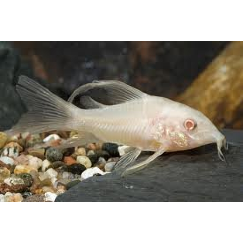 Corydoras Paleatus albino sluier 